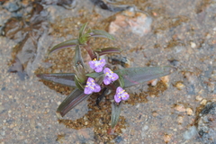 Cyanotis fasciculata